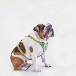 Huggie Dog Harness -Zero Waste Store awoo huggie harness 30653259808879