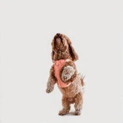 Huggie Dog Harness -Zero Waste Store awoo huggie harness 30653259841647