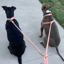 Recycled Infinity Dog Leash -Zero Waste Store awoo infinity leash 30611061473391