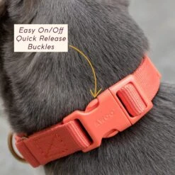 Marty Dog Collar -Zero Waste Store awoo marty collar 30656007045231