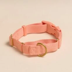 Marty Dog Collar -Zero Waste Store awoo marty collar 30656007209071