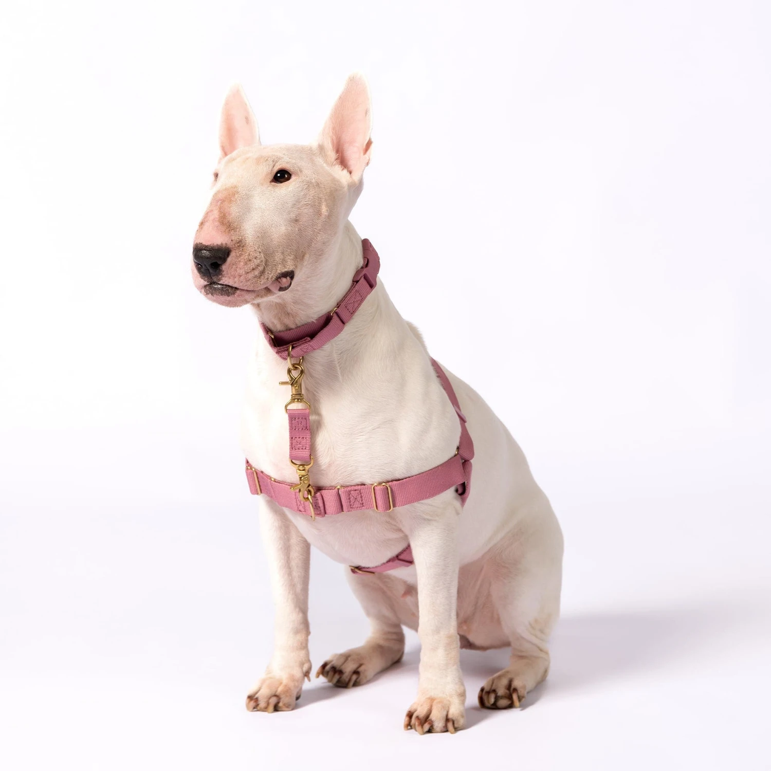 Dog Walking Safety Strap 1 Dog Walking Safety Strap