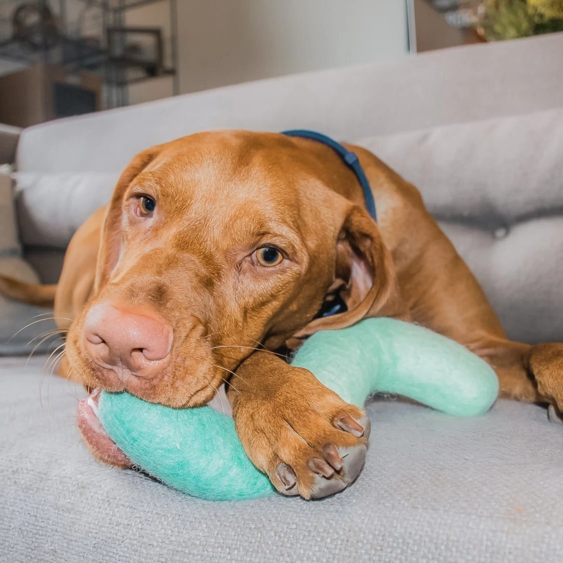 Noodle Felt Dog Toy 1 Noodle Felt Dog Toy