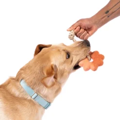 Wheely Good Time Felt Dog Toy -Zero Waste Store awoo pets wheely good time felt dog toy 34445846937711