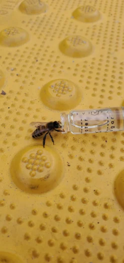 Bee Revival Kit - Butterfly & Bee Reviver, Keychain, Black Or Gold -Zero Waste Store beevive bee revival kit butterfly bee reviver keychain black or gold 32409869156463 scaled