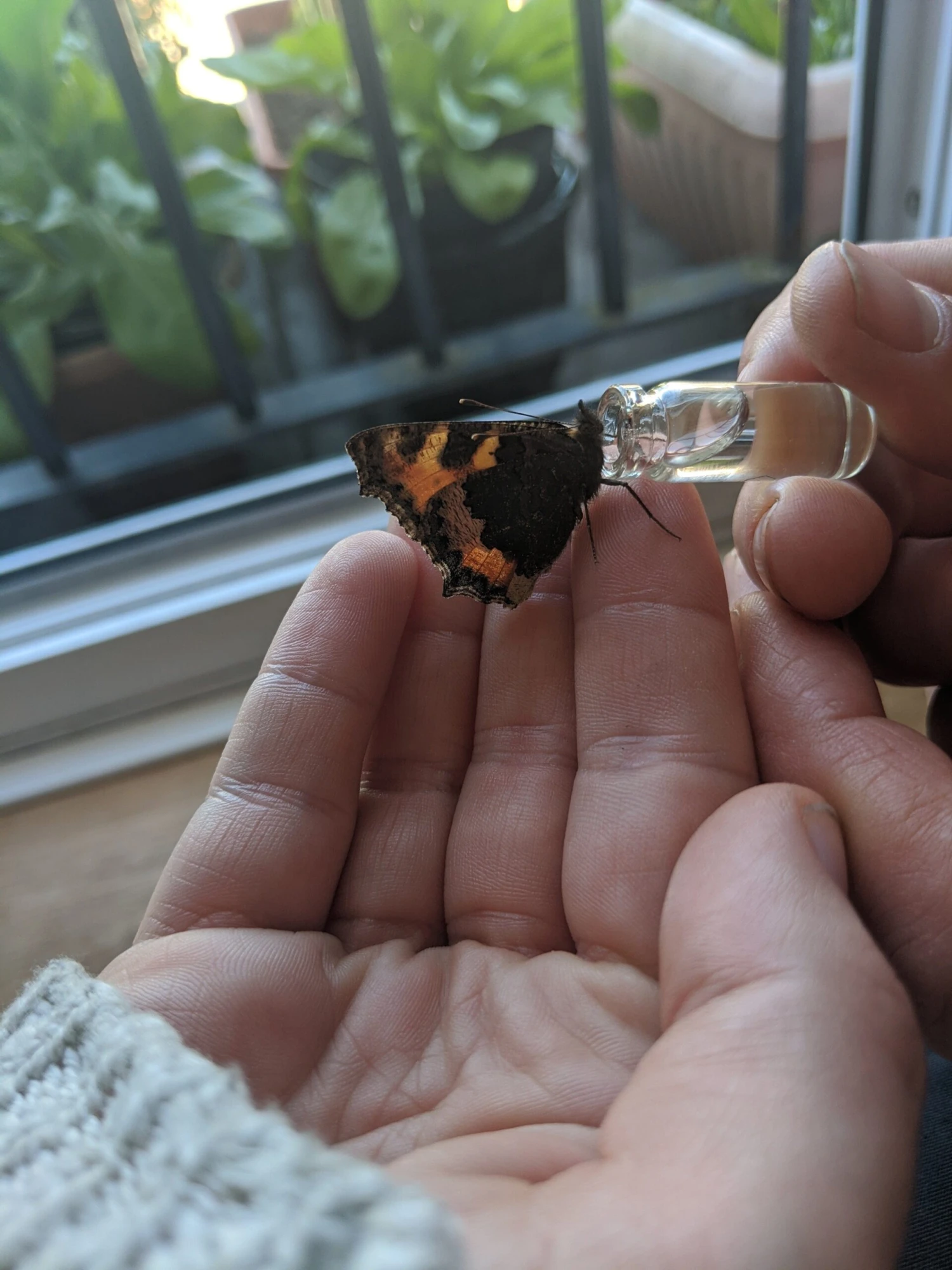 Bee Revival Kit - Butterfly & Bee Reviver, Keychain, Black Or Gold 3 Bee Revival Kit - Butterfly & Bee Reviver, Keychain, Black Or Gold - Image 3