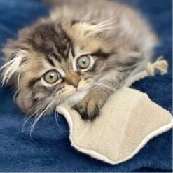 Stingray Catnip Cat Toy 8 Stingray Catnip Cat Toy -Zero Waste Store boba vespa stingray catnip cat toy 33083060846703