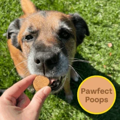 Superfood Dog Treats: Peanut Butter, Cricket, And Pumpkin, 2-pack -Zero Waste Store chippin superfood dog treats peanut butter cricket and pumpkin 2 pack 52906247913841