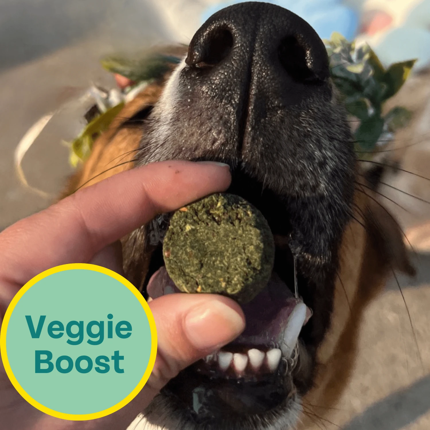 Veggie Dailies: Kale, Carrot, Spirulina- 2 Pack 3 Veggie Dailies: Kale, Carrot, Spirulina- 2 Pack - Image 3