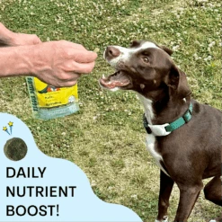 Veggie Dailies: Kale, Carrot, Spirulina- 2 Pack 17 Veggie Dailies: Kale, Carrot, Spirulina- 2 Pack -Zero Waste Store chippin veggie dailies kale carrot spirulina 2 pack 52906246504817