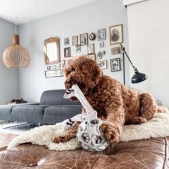 Hevea Enrichment & Fetch Dog Toy