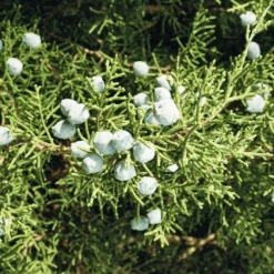 Juniper Ridge Incense 3-Pack – Sustainable Campfire Scents -Zero Waste Store juniper ridge juniper ridge all natural campfire incense 3 pack 52875244470641