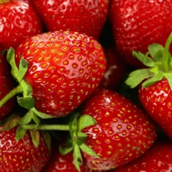 Face Oil For Dry, Sensitive, & Aging Skin - Vegan Face Oil, All Natural 9 Face Oil For Dry, Sensitive, & Aging Skin - Vegan Face Oil, All Natural -Zero Waste Store live like you green it face oil for dry sensitive aging skin vegan face oil all natural 1 fl oz 33604726489199