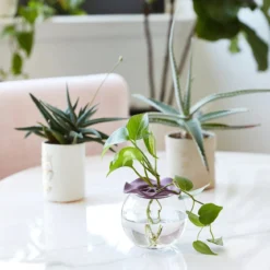 Botanical Keepers -Zero Waste Store modern sprout botanical keepers 33273018155119