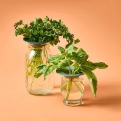 Produce Keepers -Zero Waste Store modern sprout produce keepers 33273019596911