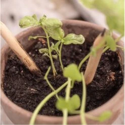 Plantable Colored Pencils 8 Plantable Colored Pencils -Zero Waste Store sprout plantable colored pencils 8pk 33212574531695